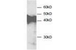 Image no. 1 for anti-Annexin A3 (ANXA3) antibody (ABIN791545) (Annexin A3 Antikörper)