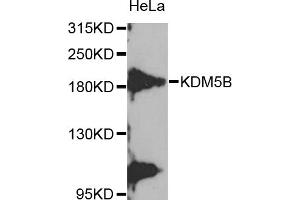 Western blot analysis of extracts of HeLa cells, using KDM5B antibody (ABIN5975183) at 1/1000 dilution. (KDM5B Antikörper)