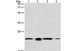 Western Blot analysis of 293T, hela, PC3 and NIH/3T3 cell using PRDX2 Polyclonal Antibody at dilution of 1:750 (Peroxiredoxin 2 Antikörper)