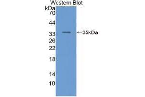 Western Blot;Sample: Recombinant RBP3, Human. (RBP3 Antikörper  (AA 19-320))