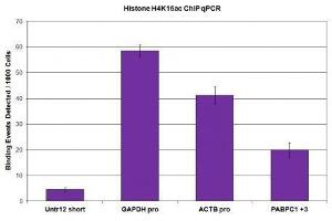 Chromatin Immunoprecipitation (ChIP) image for anti-Histone H4 (acLys16) antibody (ABIN2668880)