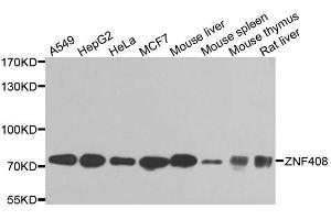 Western blot analysis of extracts of various cell lines, using ZNF408 antibody (ABIN5974874) at 1/1000 dilution. (ZNF408 Antikörper)
