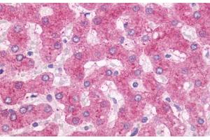 Anti-OXER1 antibody  ABIN1049190 IHC staining of human liver. (OXER1 Antikörper  (C-Term))