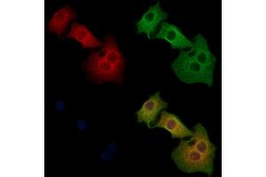 ABIN6260500 and ABIN6268739 staining Hela cells by IF/ICC.