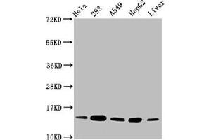 Western Blot Positive WB detected in: Hela whole cell lysate, 293 whole cell lysate, A549 whole cell lysate, HepG2 whole cell lysate, Rat liver tissue All lanes: HIST1H2BC antibody at 0. (Histone H2B Antikörper)