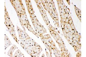 Anti- Dystrophin Picoband antibody, IHC(P) IHC(P): Rat Cardiac Muscle Tissue