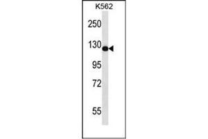 Western blot analysis of RASAL2 / NGAP Antibody in K562 cell line lysates (35ug/lane). (RASAL2 Antikörper  (Middle Region))
