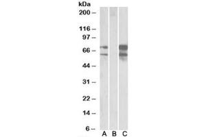 Western blot of HEK293 lysate overexpressing human NRXN1-FLAG probed with Neurexin 1 antibody (0. (Neurexin 1 Antikörper)