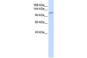 Western Blotting (WB) image for anti-Diacylglycerol Kinase, eta (DGKH) antibody (ABIN2458957)