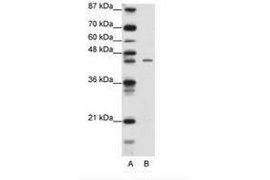 Image no. 1 for anti-Zinc Finger Protein 17 (ZNF17) (N-Term) antibody (ABIN6736174) (ZNF17 Antikörper  (N-Term))