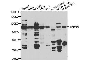Western blot analysis of extracts of various cell lines, using TRIP10 antibody. (TRIP10 Antikörper  (AA 246-545))