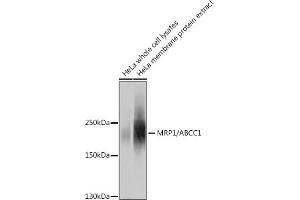 Western blot analysis of extracts of HeLa cells, using MRP1/ antibody (ABIN6129852, ABIN6136353, ABIN6136354 and ABIN6215081) at 1:1000 dilution. (ABCC1 Antikörper  (AA 850-960))