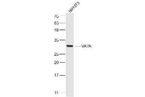 NIH/3T3 lysates probed with VAPA Polyclonal Antibody, Unconjugated  at 1:300 dilution and 4˚C overnight incubation.