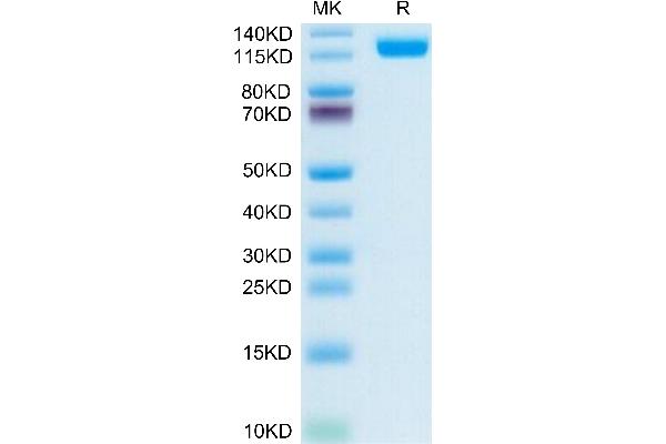 CD13 Protein (AA 69-967) (His tag)