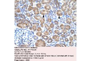Human kidney (POU4F3 Antikörper  (Middle Region))