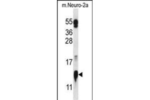 COX5A Antibody (N-term) (ABIN657078 and ABIN2837889) western blot analysis in mouse Neuro-2a cell line lysates (35 μg/lane).