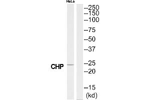 Western blot analysis of extracts from HeLa cells, using CHP antibody.