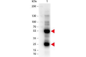 Western Blotting (WB) image for Donkey anti-Sheep IgG (Heavy & Light Chain) antibody (ABIN102218)