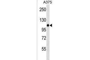 ZN Antibody (N-term) (ABIN1538972 and ABIN2838226) western blot analysis in  cell line lysates (35 μg/lane). (ZNF729 Antikörper  (N-Term))
