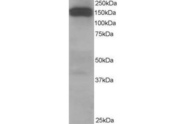 Dynactin 1 Antikörper  (C-Term)