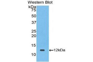 Western blot analysis of the recombinant protein. (TGFA Antikörper  (AA 42-82))