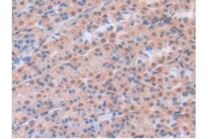 IHC-P analysis of Rat Stomach Tissue, with DAB staining. (Leptin Antikörper  (AA 22-167))