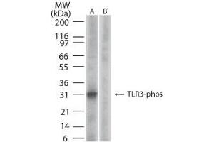 Image no. 2 for anti-Toll-Like Receptor 3 (TLR3) (AA 750-800), (pTyr759) antibody (ABIN210577) (TLR3 Antikörper  (pTyr759))