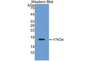 Western Blotting (WB) image for anti-Transthyretin (TTR) (AA 21-147) antibody (ABIN1078614)