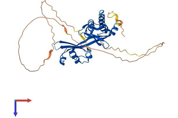 AMMECR1 Protein (AA 1-344) (His tag)