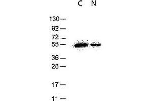 Western Blotting (WB) image for anti-DYKDDDDK Tag antibody (ABIN400788) (DYKDDDDK Tag Antikörper)