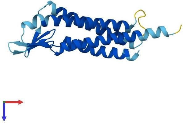 LIM2 Protein (AA 1-173) (His tag)