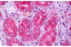 Anti-OXER1 antibody IHC staining of human kidney. (OXER1 Antikörper  (AA 408-423))