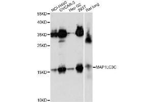 Western blot analysis of extracts of various cell lines, using MAP1LC3C antibody. (LC3C Antikörper)