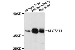 Western blot analysis of extracts of various cell lines, using SLC7A11 antibody (ABIN6291968) at 1:1000 dilution. (SLC7A11 Antikörper)
