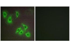 Immunofluorescence (IF) image for anti-BCL2-Like 2 (BCL2L2) (C-Term) antibody (ABIN1850415) (BCL2L2 Antikörper  (C-Term))