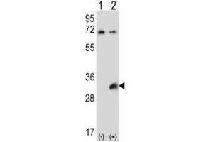 Western blot analysis of TSSK6 (arrow) using rabbit polyclonal TSSK6 Antibody (C-term) .