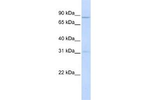 WB Suggested Anti-POMT1 Antibody Titration:  0.