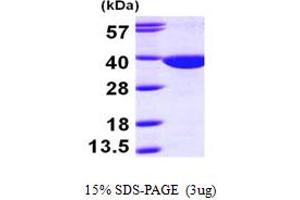 SDS-PAGE (SDS) image for Quinolinate Phosphoribosyltransferase (QPRT) (AA 1-297) protein (His tag) (ABIN667206) (QPRT Protein (AA 1-297) (His tag))