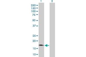 Western Blot analysis of RGS3 expression in transfected 293T cell line by RGS3 MaxPab polyclonal antibody.