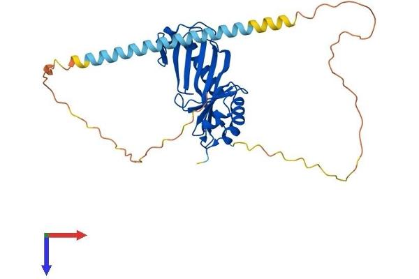 TBP Protein (AA 1-339) (His tag)