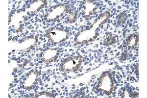 Cytokeratin 18 antibody was used for immunohistochemistry at a concentration of 4-8 ug/ml to stain Alveolar cells (arrows) in Human Lung. (Cytokeratin 18 Antikörper  (N-Term))