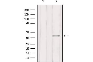 Western blot analysis of extracts from mouse brain, using ELAVL2 Antibody. (ELAVL2 Antikörper  (N-Term))