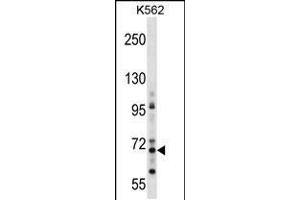 Western blot analysis in K562 cell line lysates (35ug/lane). (ZNF256 Antikörper  (AA 203-229))