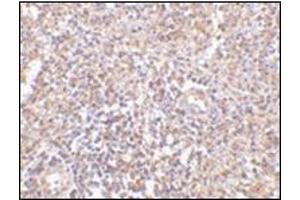 Immunohistochemistry of RAP80 in human spleen tissue with this product at 2. (UIMC1 Antikörper  (N-Term))