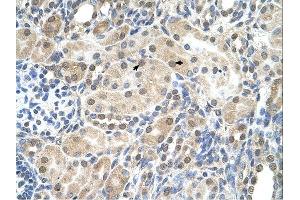 SLC9A9 antibody was used for immunohistochemistry at a concentration of 4-8 ug/ml. (SLC9A9 Antikörper)