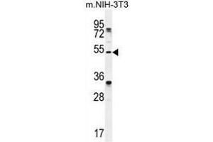TAPT1 Antibody (C-term) western blot analysis in mouse NIH-3T3 cell line lysates (35µg/lane). (TAPT1 Antikörper  (C-Term))