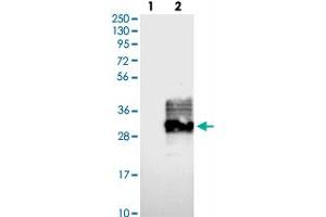 Western blot analysis of Lane 1: Negative control (vector only transfected HEK293T lysate), Lane 2: Over-expression Lysate (Co-expressed with a C-terminal myc-DDK tag (~3. (FAM174A Antikörper)