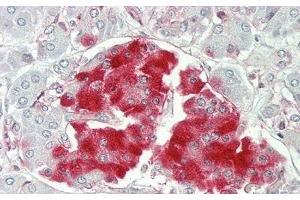 Detection of PTPRN in Human Pancreas Tissue using Polyclonal Antibody to Protein Tyrosine Phosphatase Receptor Type N (PTPRN) (PTPRN Antikörper  (AA 368-575))