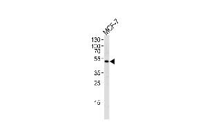 Western blot analysis of lysate from MCF-7 cell line,using SOCS4 Antibody (Center) (ABIN655792 and ABIN2845222). (SOCS4 Antikörper  (AA 227-254))