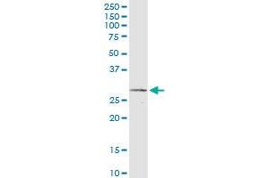 IFNA2 monoclonal antibody (M06), clone 2F4. (IFNA2 Antikörper  (AA 24-188))